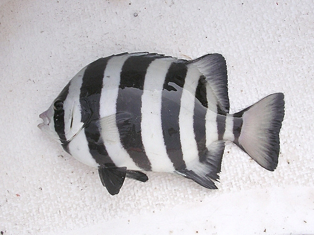 Rock Bream