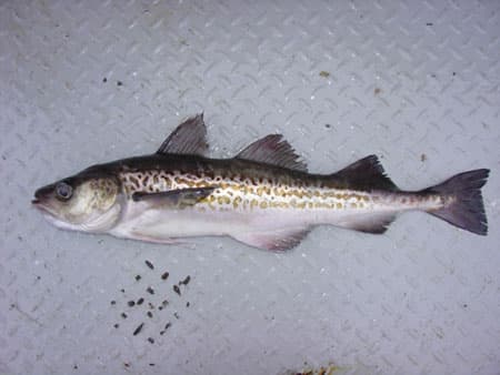 Alaska Pollock