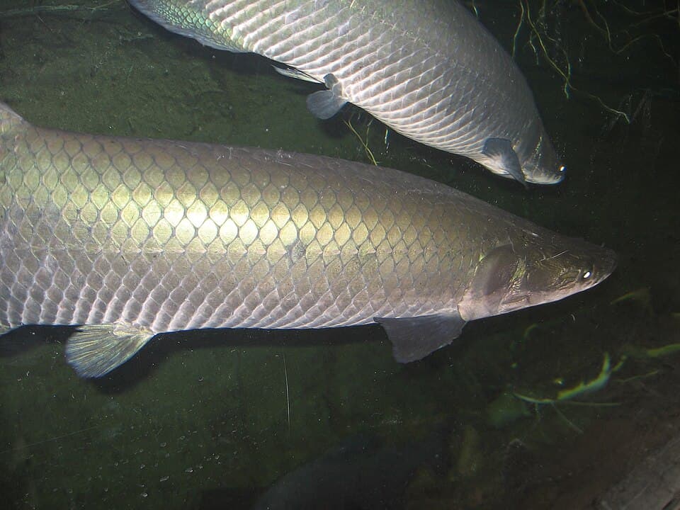 Arapaima