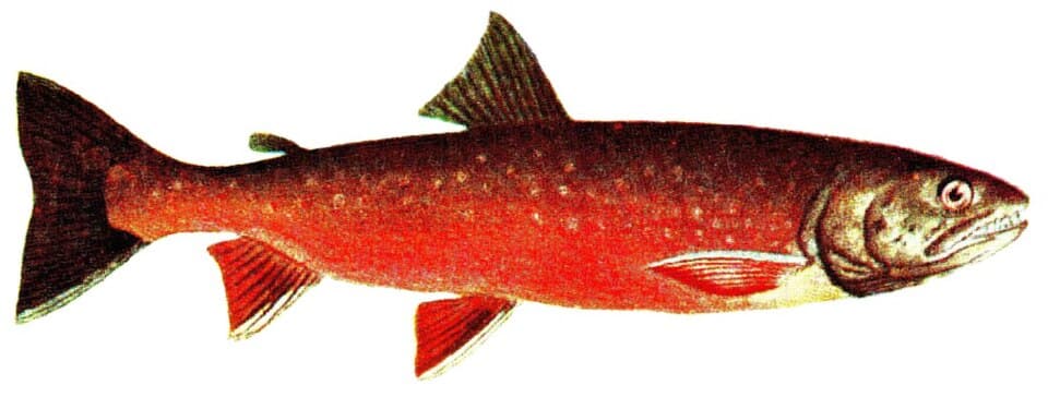 Arctic Char