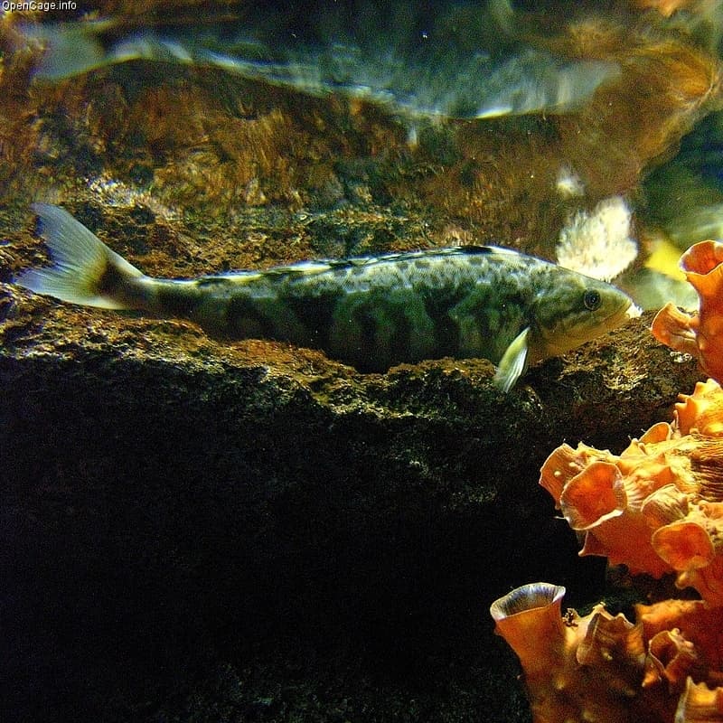 Atka Mackerel