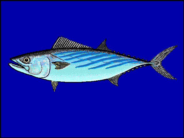 Atlantic Bonito