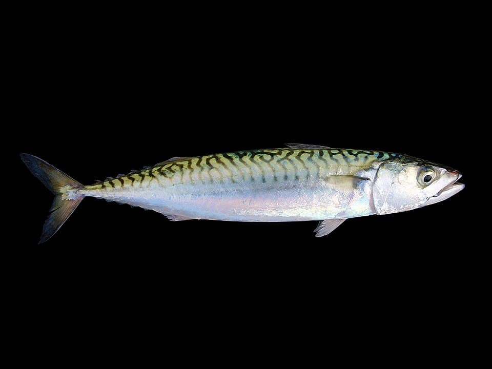 Atlantic Mackerel