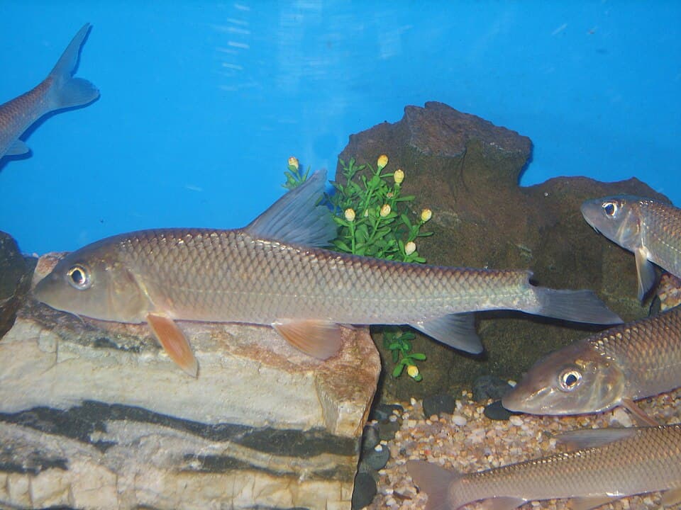 Barbel Steed