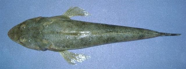 Bartail Flathead