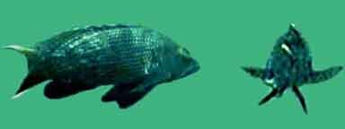 Black Sea Bass