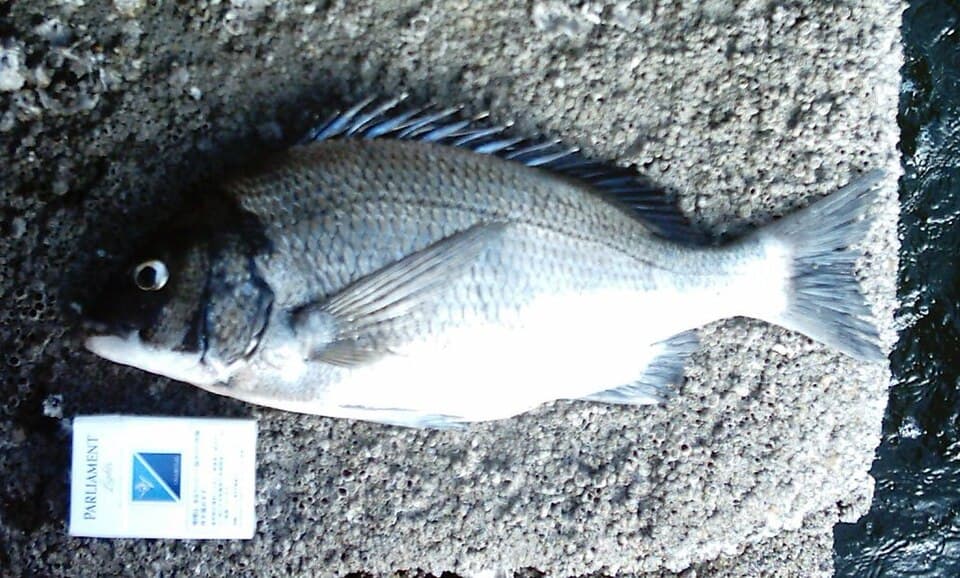 Black Seabream