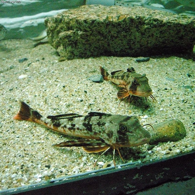 Blackfin Searobin