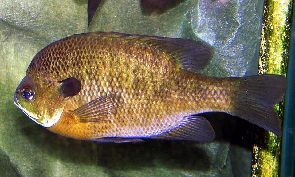 Bluegill