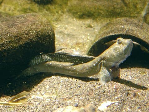 Bluespotted Mudskipper