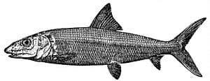 Bonefish