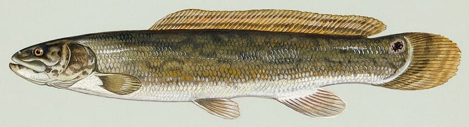 Bowfin