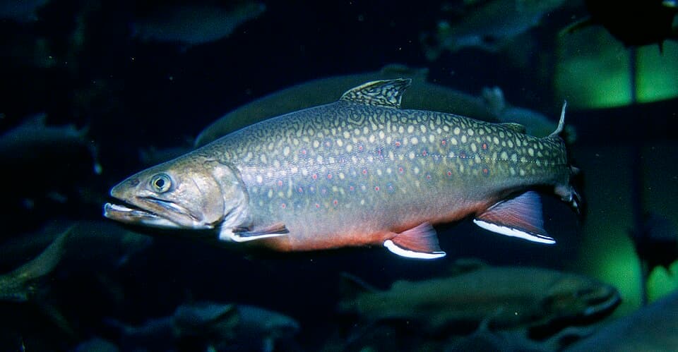 Brook Trout
