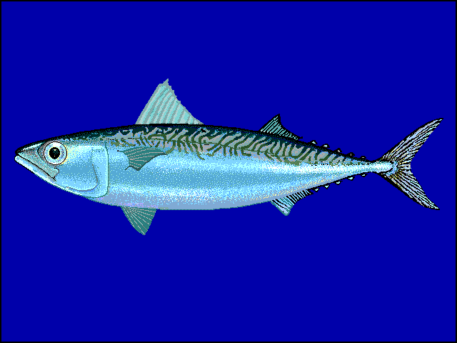 Chub Mackerel