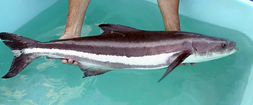 Cobia