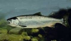 Coho Salmon