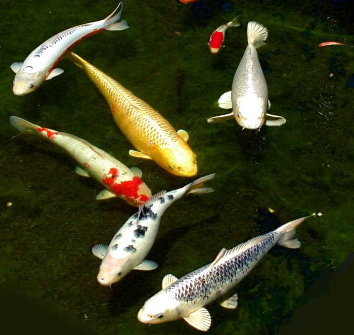 Common Carp