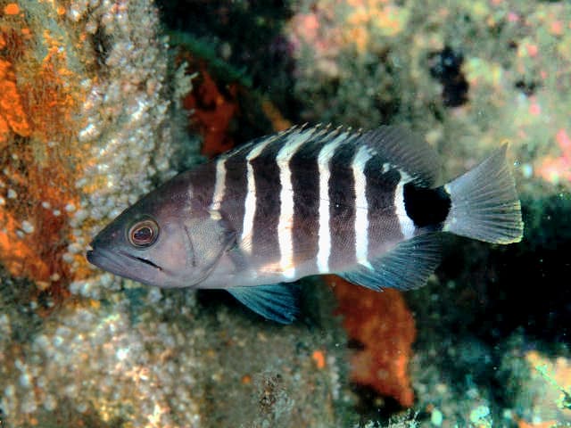 Convict Grouper (Sevenband Grouper)