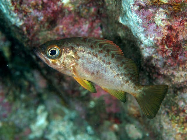 Dark-banded Rockfish