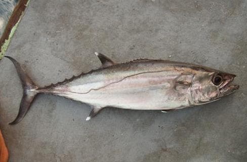 Dogtooth Tuna