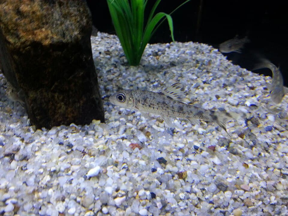 Eorumchi
