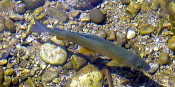 European Grayling