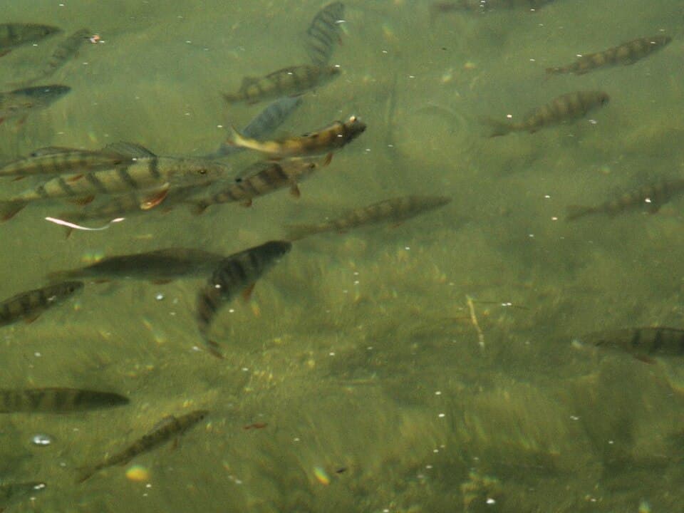 European Perch