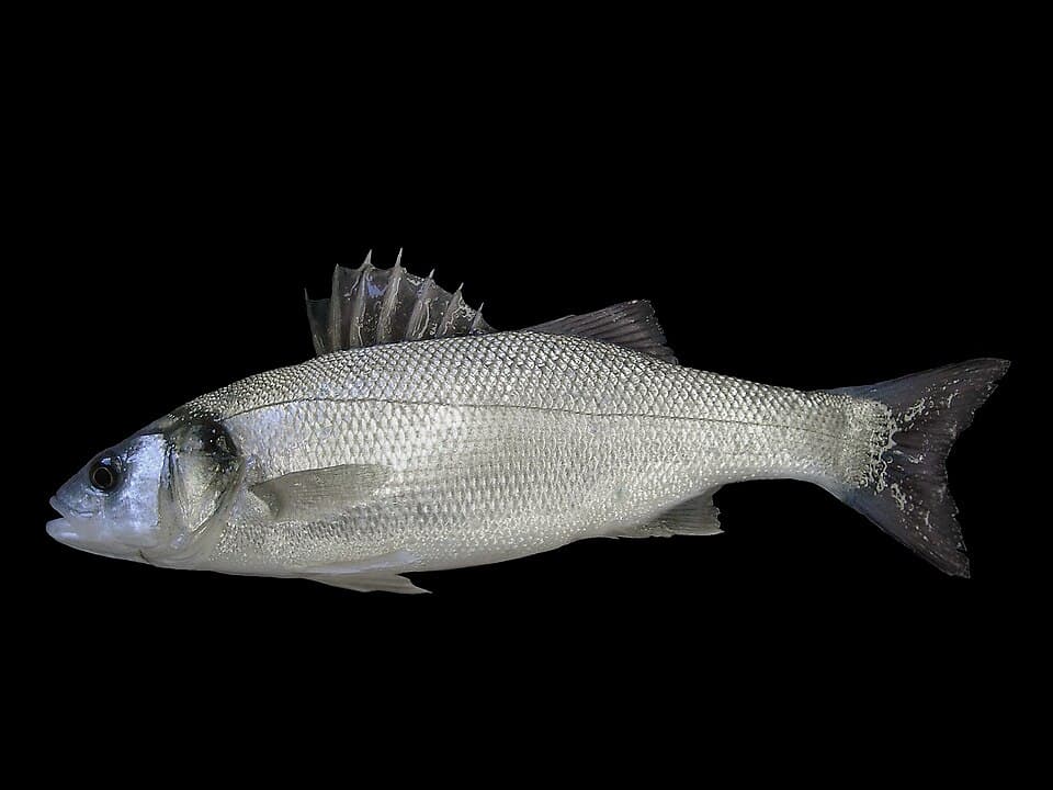 European Seabass