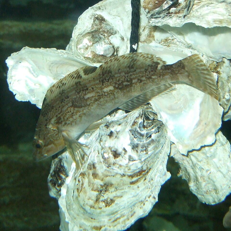 Fat Greenling