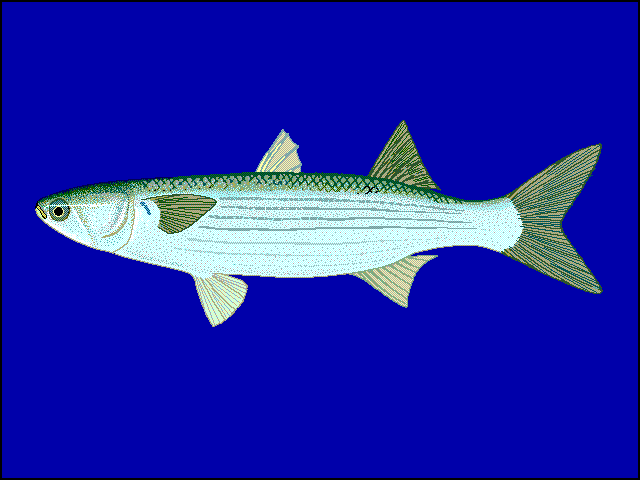 Flathead Grey Mullet