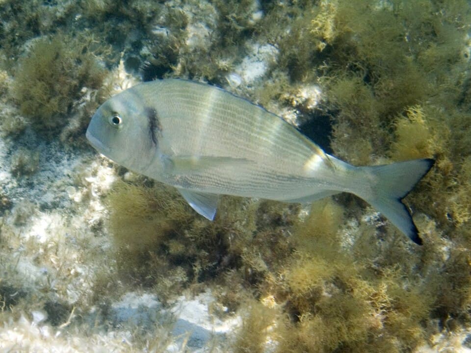 Gilthead Seabream