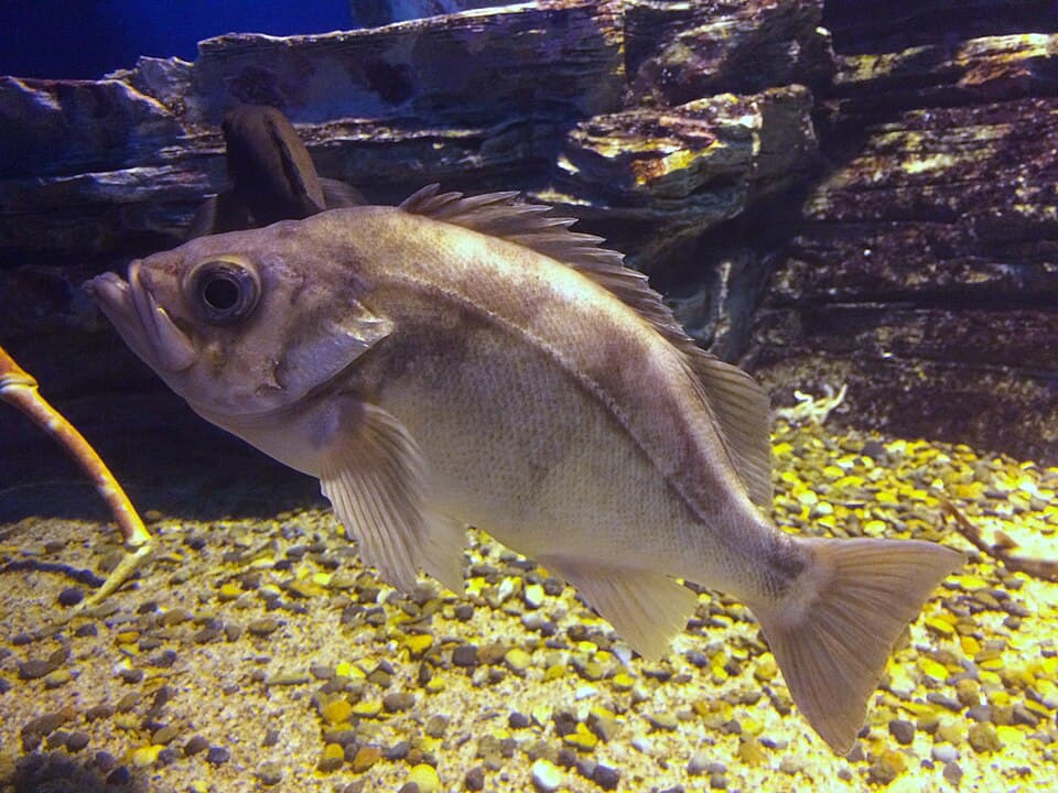 Goldeye Rockfish