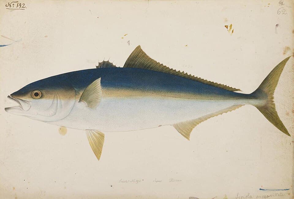 Goldstriped Amberjack