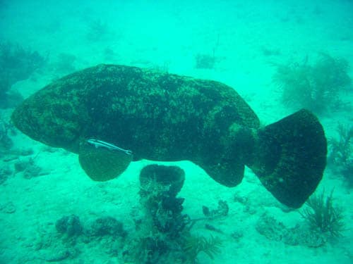 Atlantic Goliath Grouper