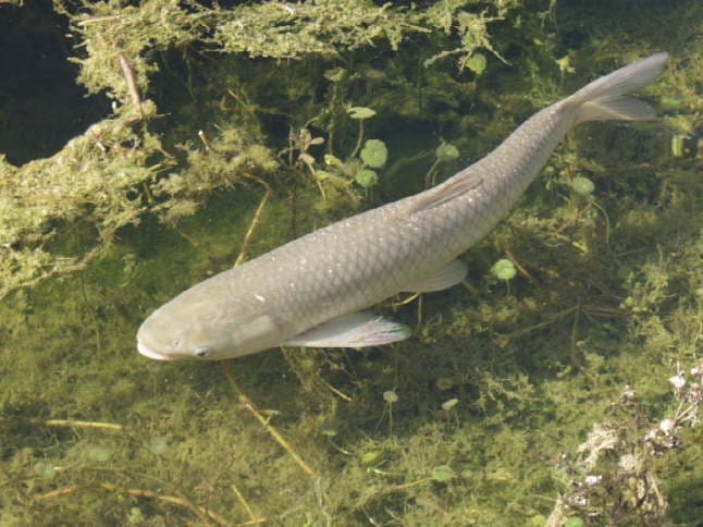 Grass Carp