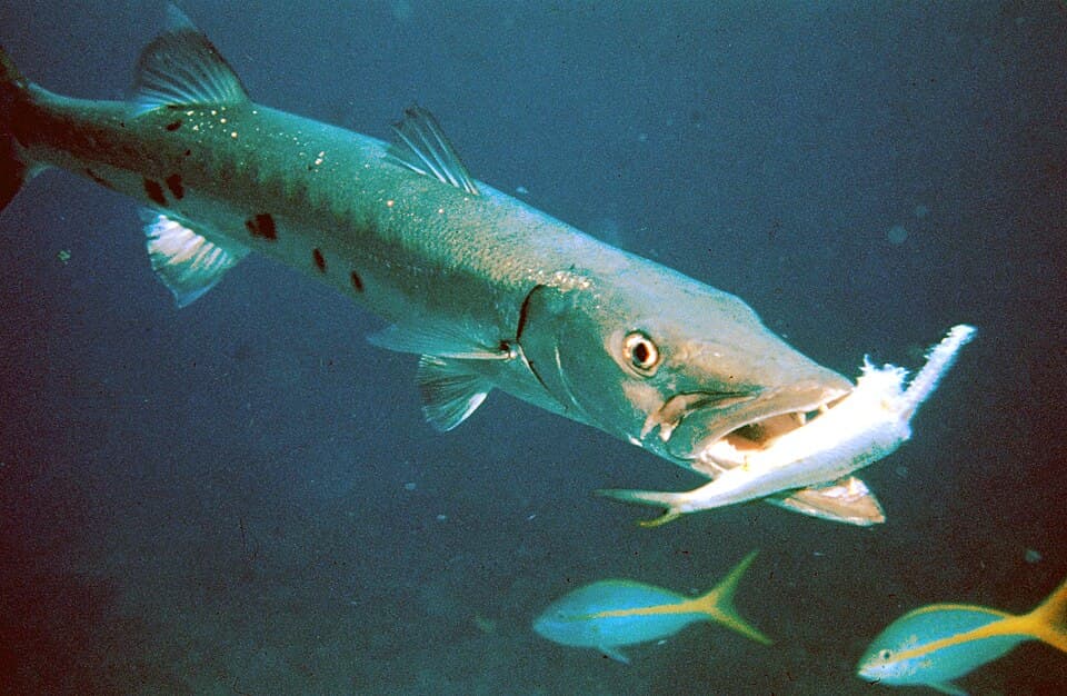 Great Barracuda
