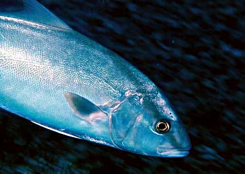 Greater Amberjack