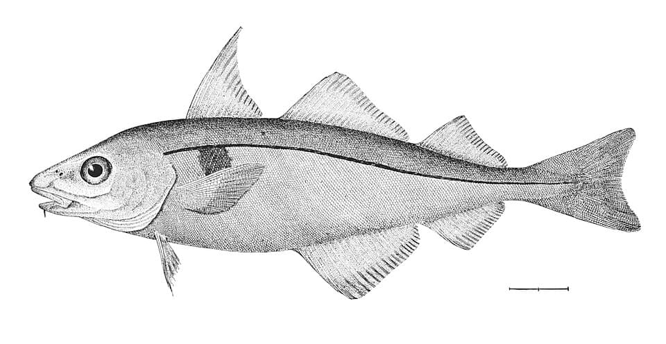 Haddock