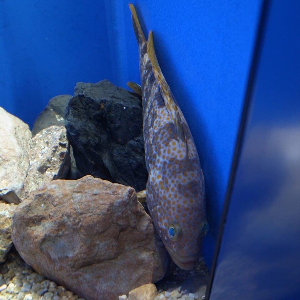 Hong Kong Grouper (Red-spotted Grouper)