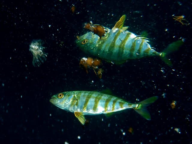 Japanese Amberjack