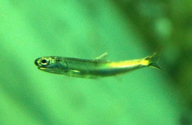 Japanese Anchovy