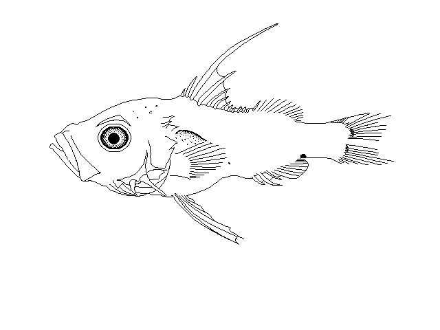 Japanese Ara (Saw-edged Perch)