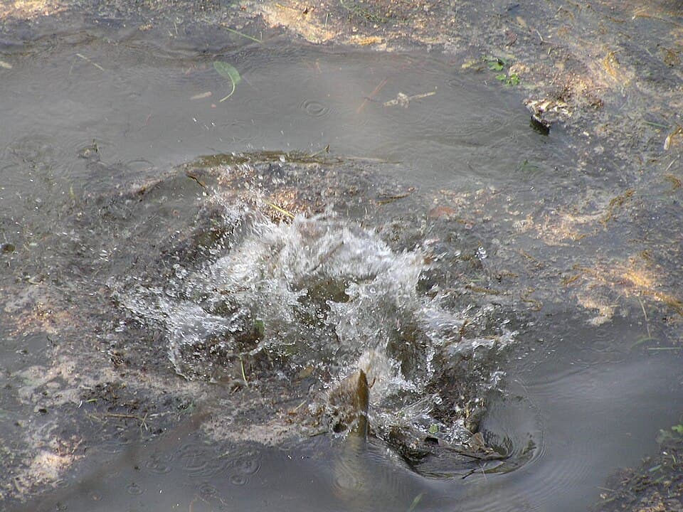 Japanese Crucian Carp