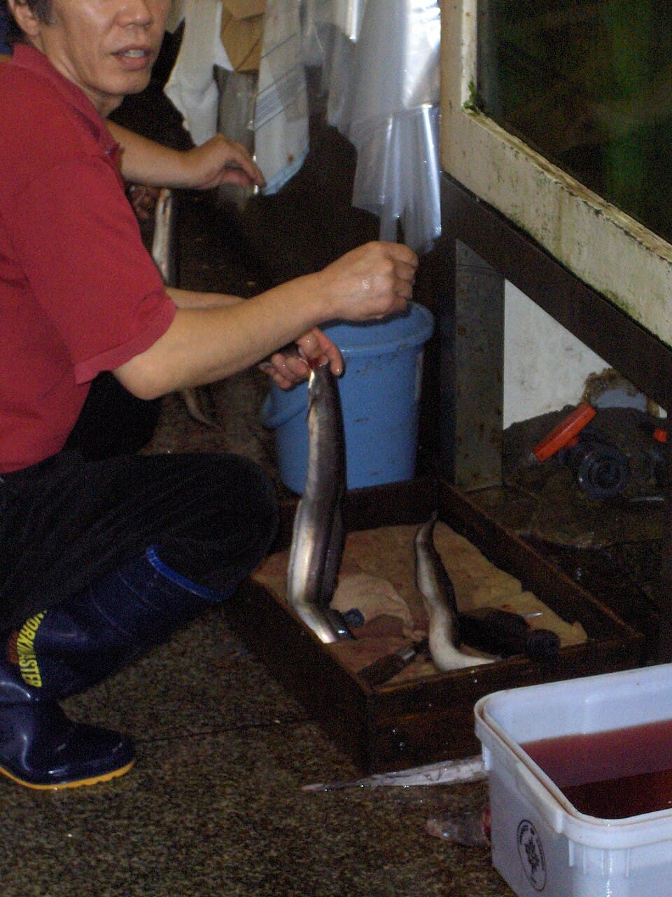 Japanese Eel