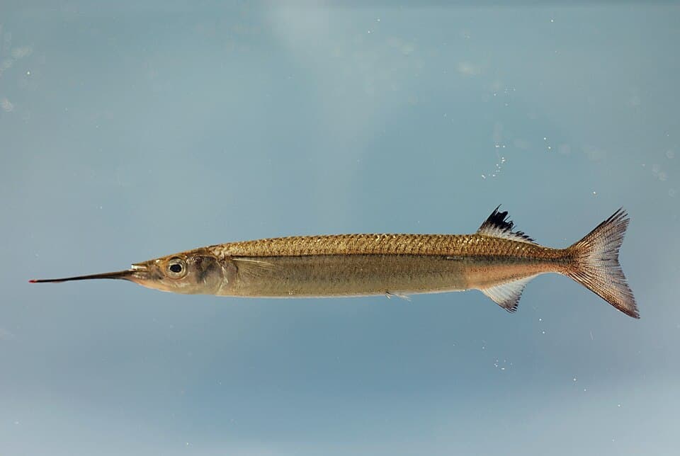 Japanese Halfbeak