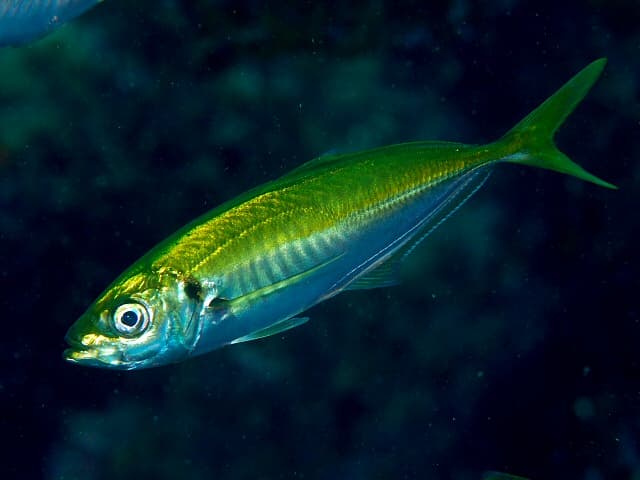 Japanese Jack Mackerel
