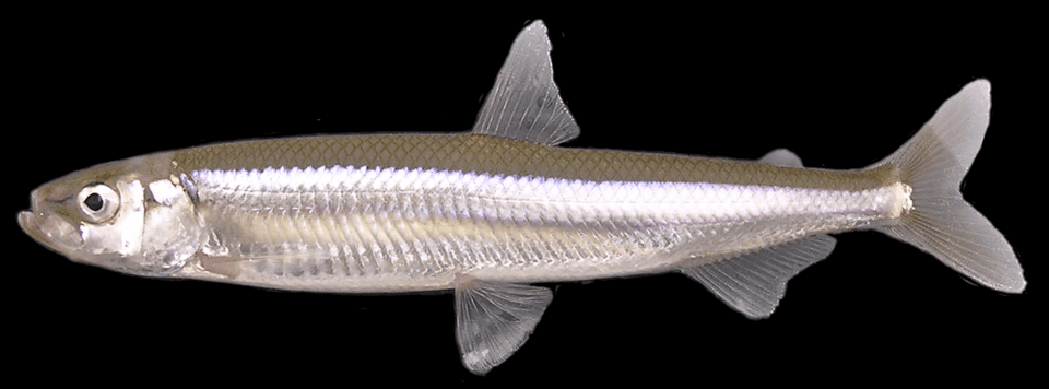 Japanese Pond Smelt