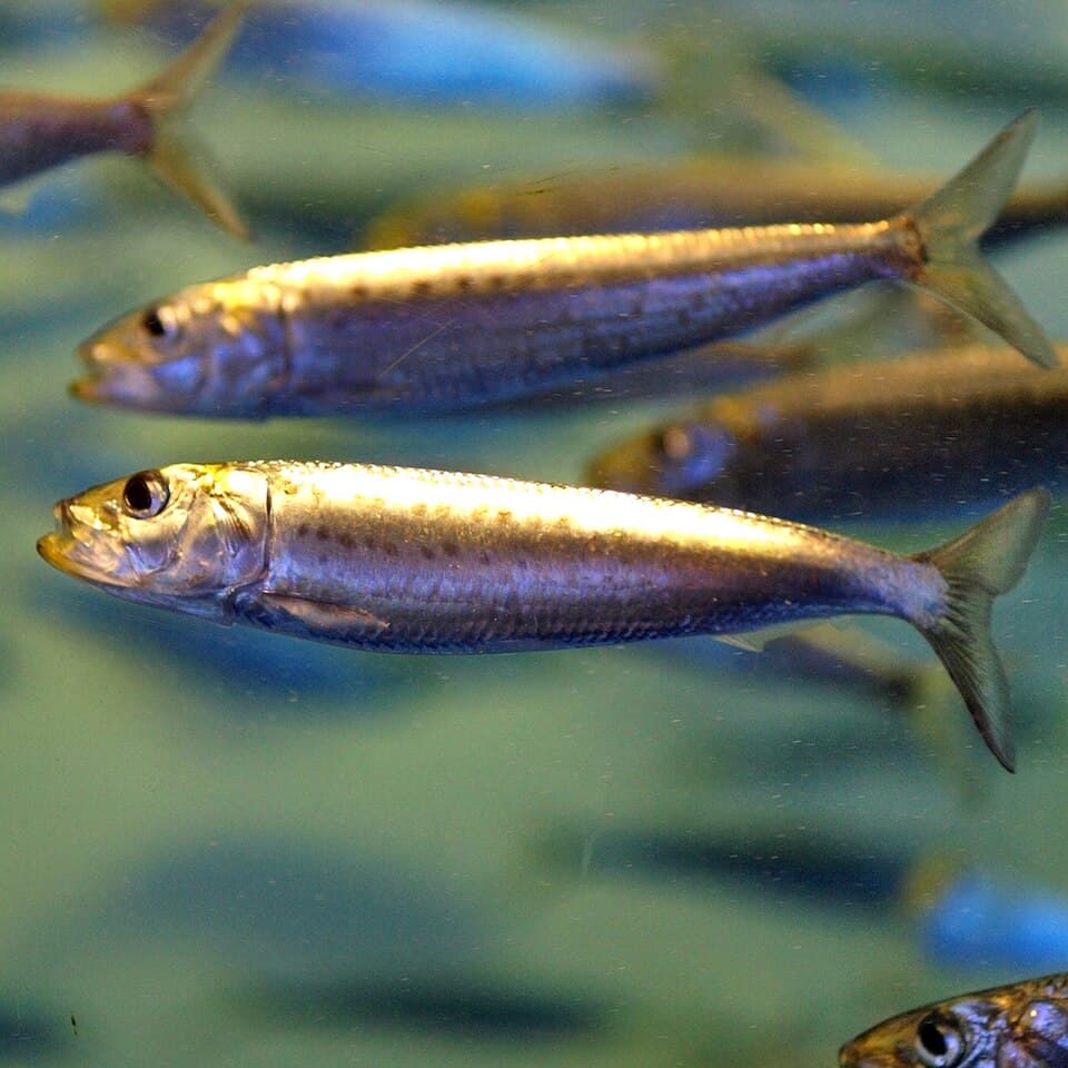 Japanese Sardine