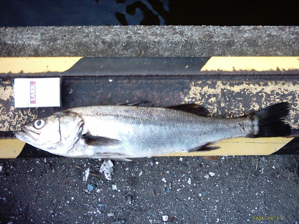 Japanese Seabass