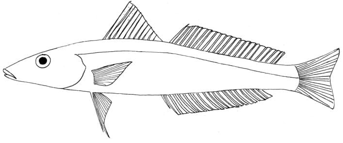 Japanese Sillago (Japanese Whiting)
